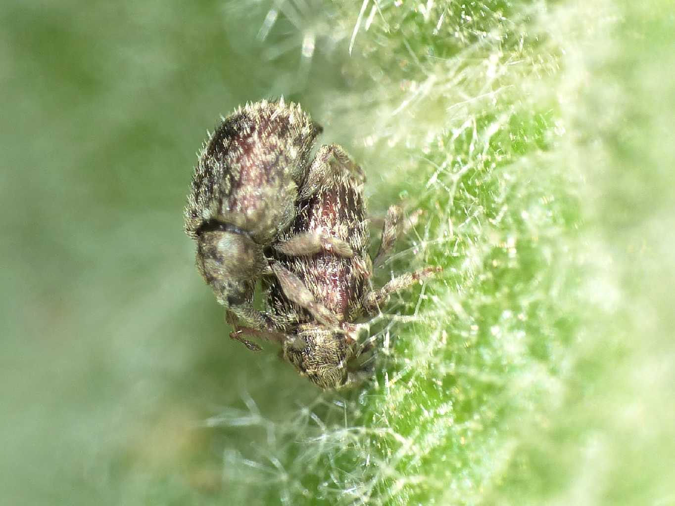 Piccoli Curculionidae sul verbasco: Cleopus pulchellus (cf.)
